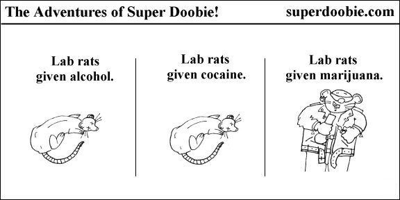 Lab rats given alcohol and cocaine look sick, while the rat given marijuana appears relaxed, stylish, and cheerful.